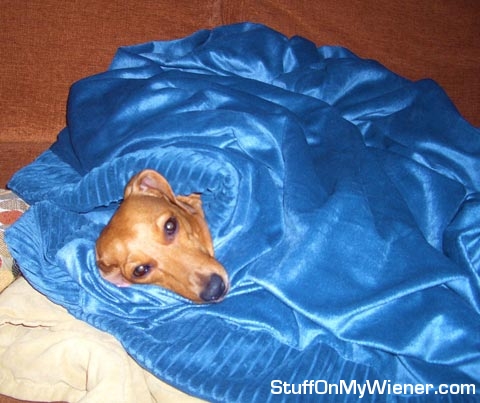 Hanalei  bundled in a blue blanket.