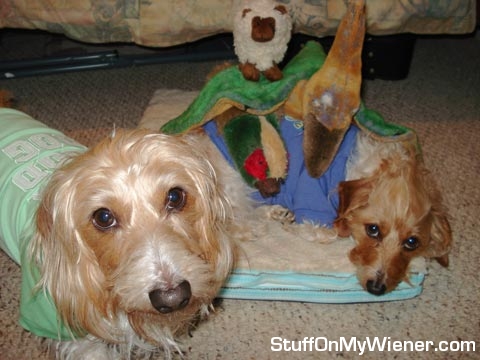 Jack and Abbey new shirts.