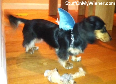 Jacy with a shark fin.