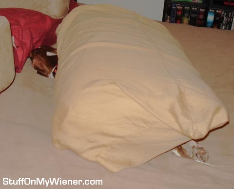 Lilly under a pillow.