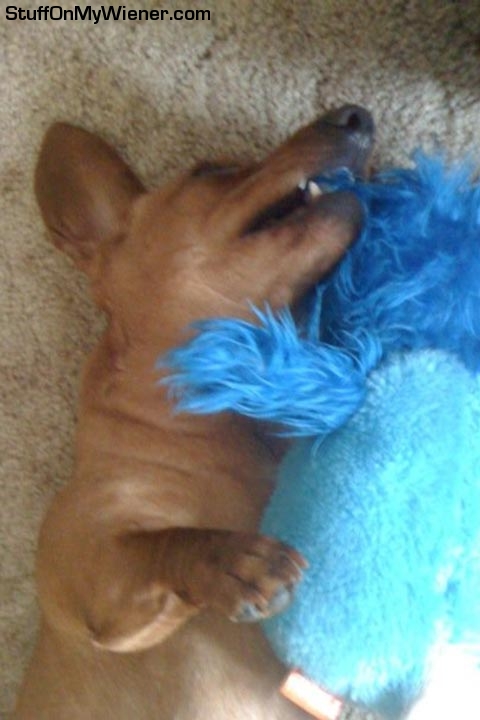 Lily asleep with a toy in her mouth.