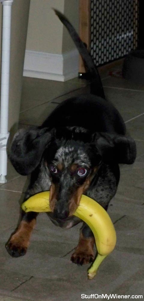 Oscar stealing a banana.