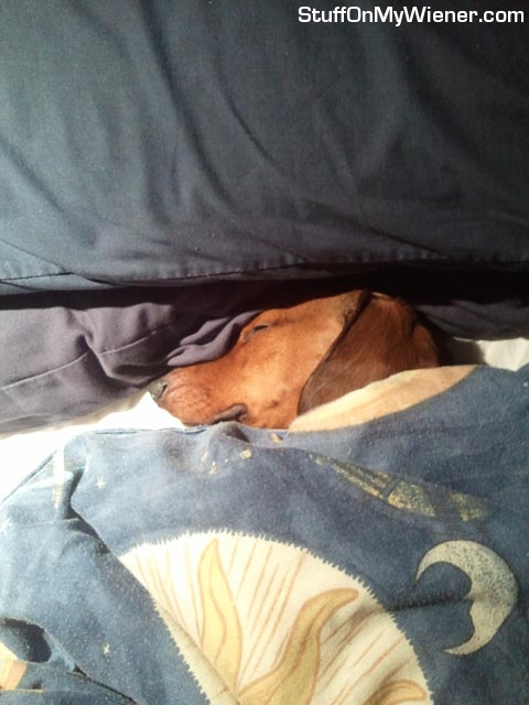 PJ all tucked in bed.