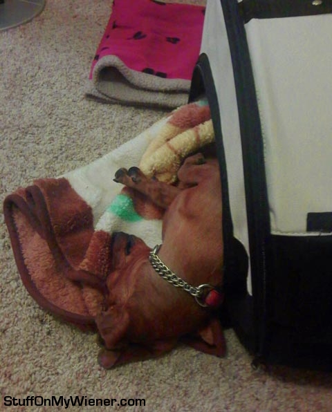 Pebbles fell out of bed.