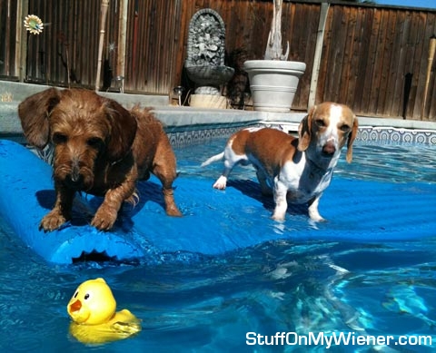 Pickles and Yogi floating in the pool.