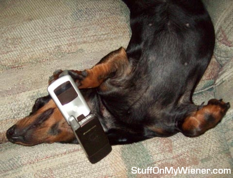 Schnitzel sleeping with a cell phone.