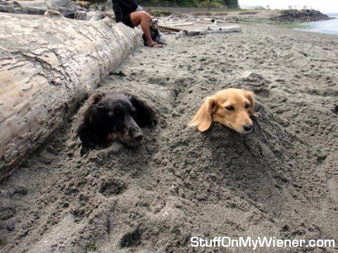 Tag and Amber buried in sand.