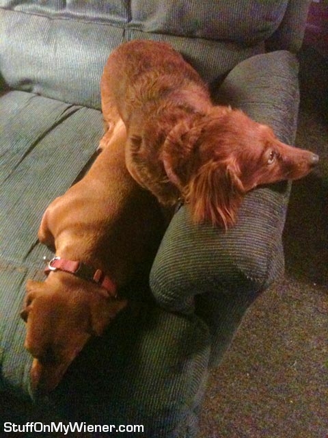 Tessa on Tubby on couch.