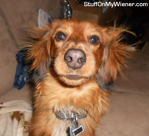 Hank with static in his hair.