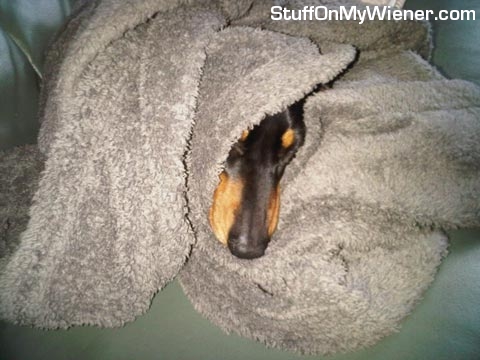 Phoebe under a blanket.