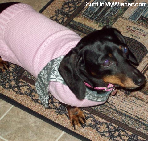 Snickers in a sweater.