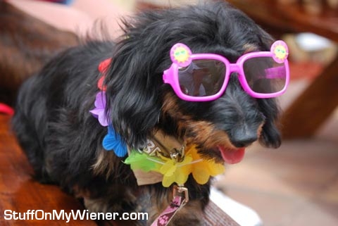 Ellie-glasses Ellie in glasses and a lei.