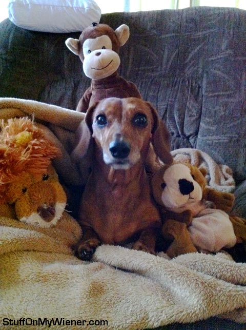 Lexie under her stuffed animals.