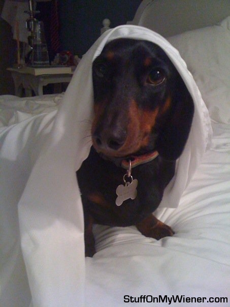 Marley under a sheet hood.
