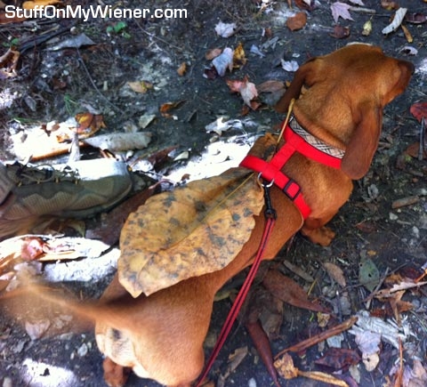 Reno with a leaf on his back.