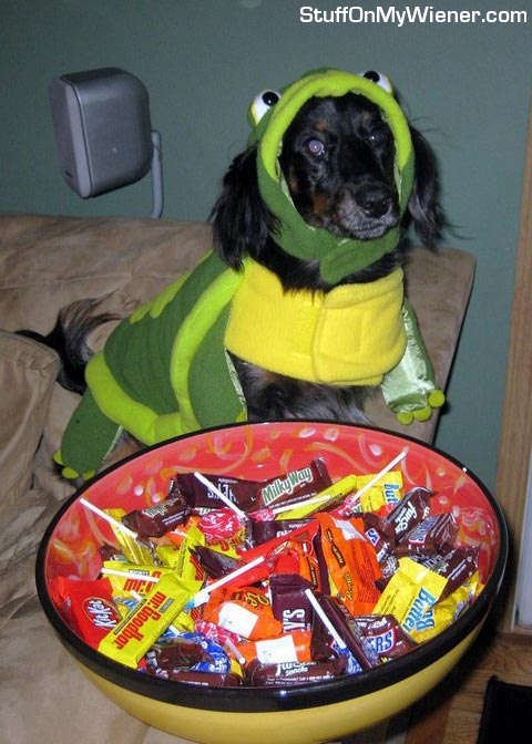 Tag in a turtle costume.