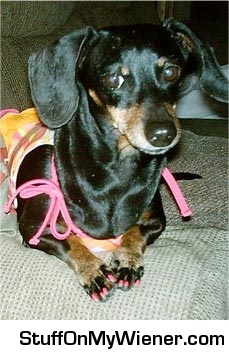 Brandy with nail polish.