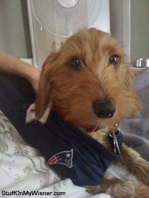 Chester in a patriots jersey.