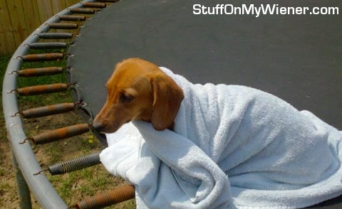 Daphne after a bath.