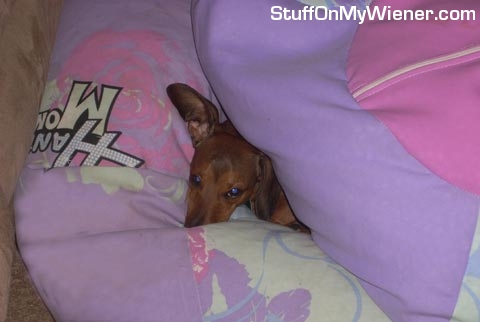 Harley in bean bags.