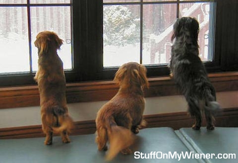 Kallie, Baron, and Monty check out the snow.