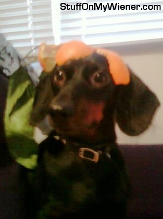 Nigel with an orange peel on his head.