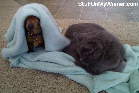 Pebbles napping with Smoky.