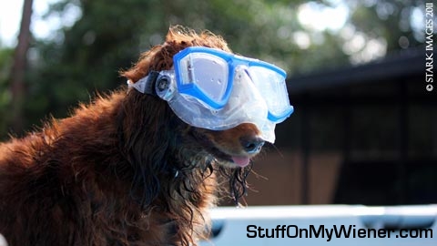 Shelby prepares to go for a dive.