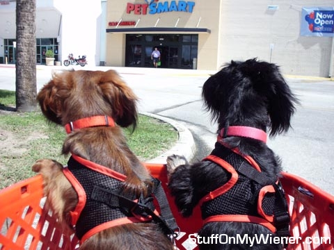 Enzo and Elie go to PetSmart.
