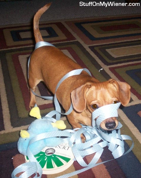 P tail helping Santa with the ribbon.