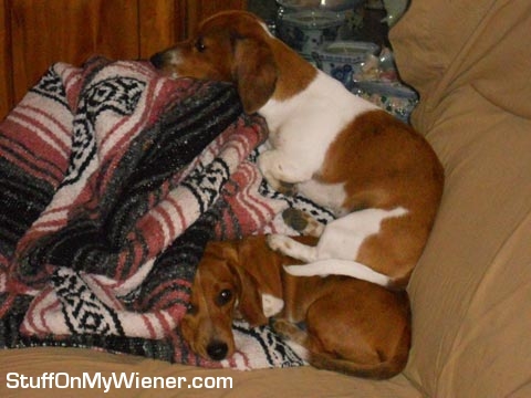 Sadie found a nice place to relax, on her sister Penny.