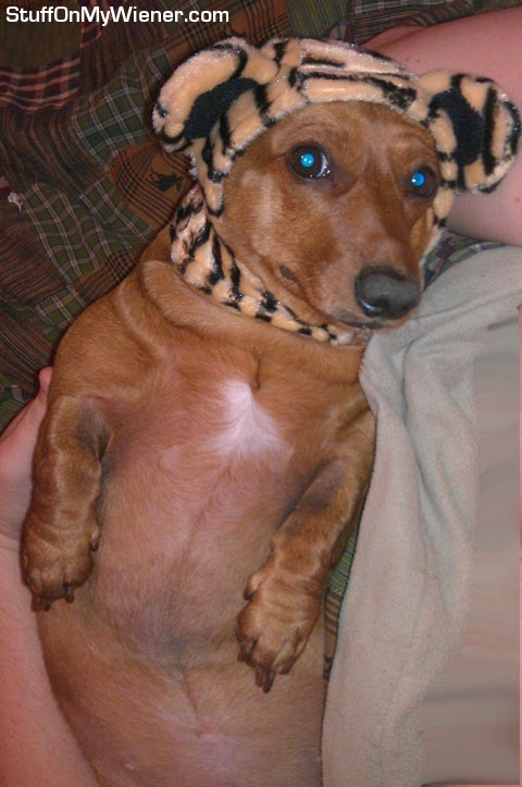 Lily in a tiger hat.