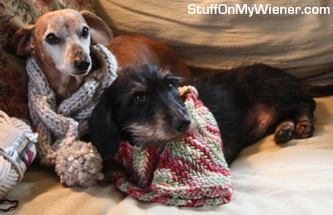 Beans and Oz in scarves.