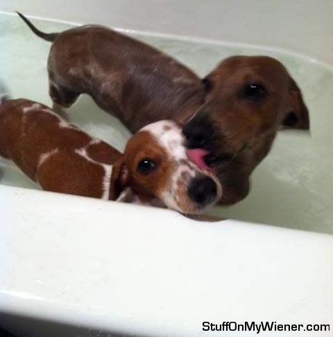 Brewen and Bailey in the bath tub.