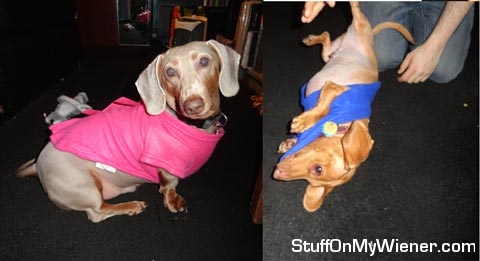 Gulliver and Cooper in Snuggies.