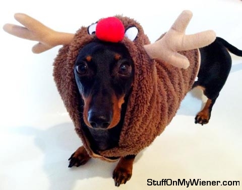 Mr. Monkey in a reindeer costume.