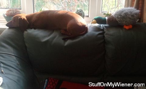 PJ napping with Peeking the duck.