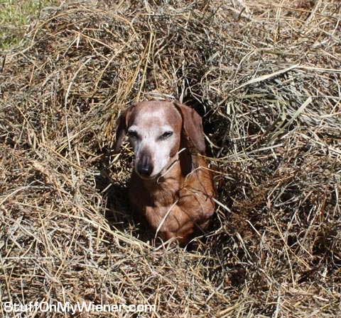 Beans in a pile of hay.