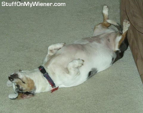 Mimi sleeping on her back.