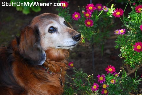Ollie smelling flowers.