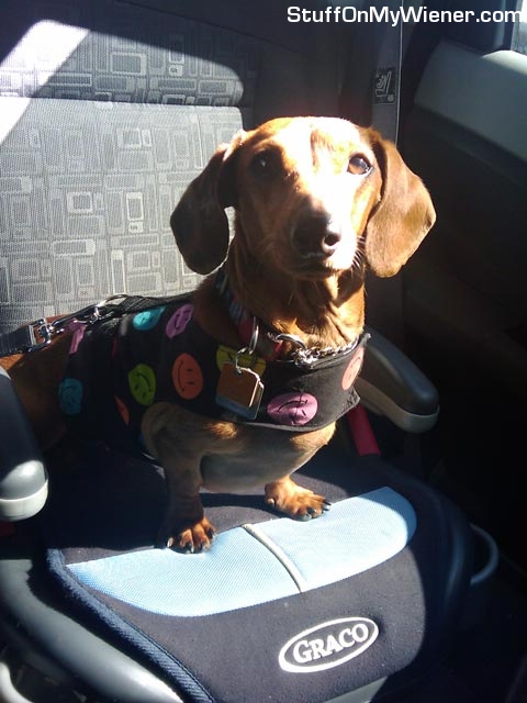Pebbles in her car seat.