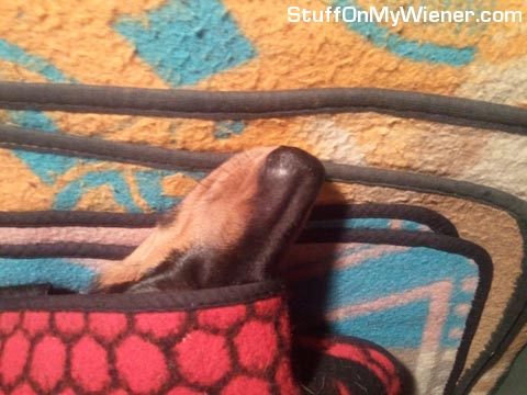 Phoebe under a blanket.