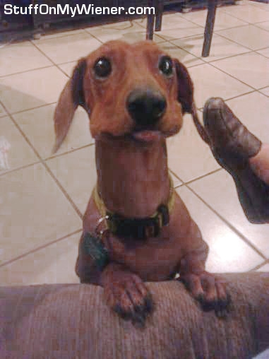 Scooter stuffing his face.