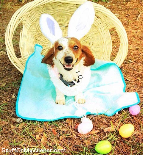 Kody Monster in an Easter basket with bunny ears.