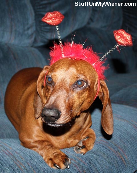 Max wearing a heart headband.