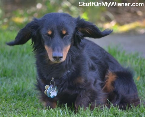 Rebel with his ears being blown by the wind.