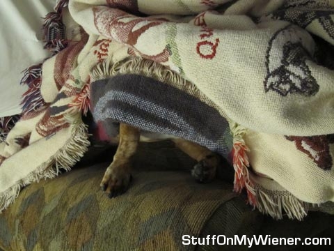 Rhett Butler under an Afghan rug.