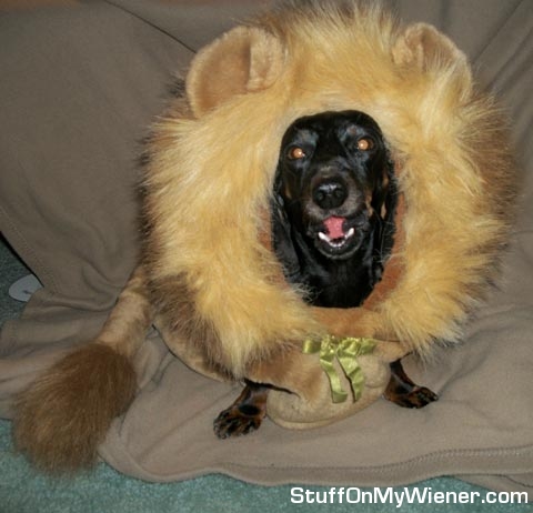 Zoe in a lion costume.