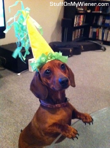 Bella in a birthday party hat.