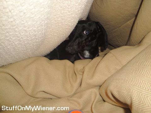 Emma under the bedspread.